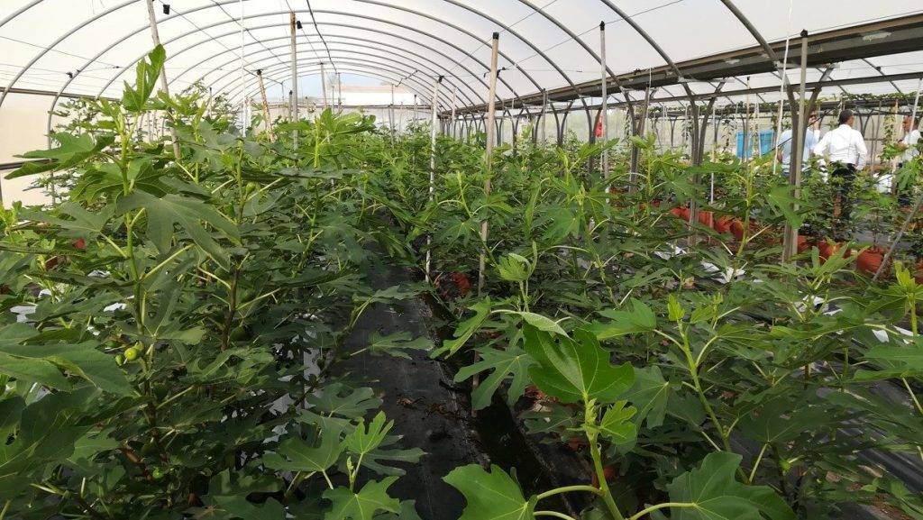 Hidroponía Higos 2|Hidroponía Higos